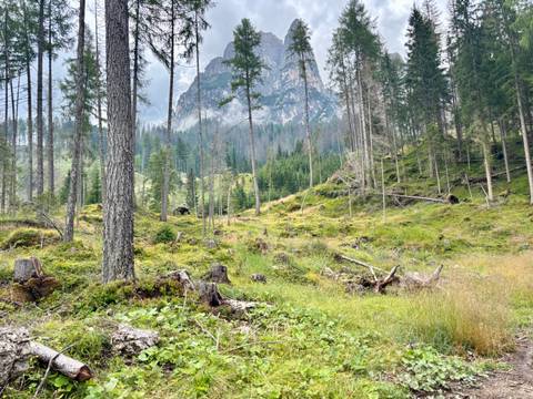       A forested mountain landscape with large rock formations and stumps.
  