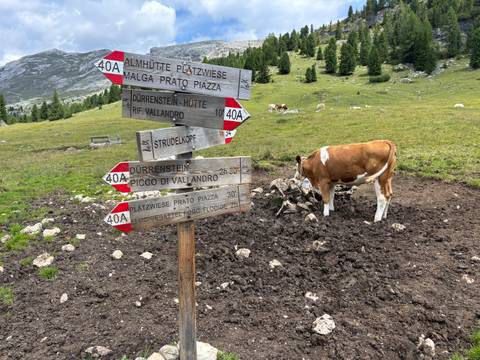       A cow grazing near wooden hiking signs on an alpine meadow.
  