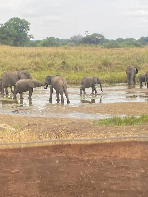Photo d'avis client sur 4 Jours 3 Nuits Tarangire ,Serengeti et; Ngorongoro Lodge Safari 