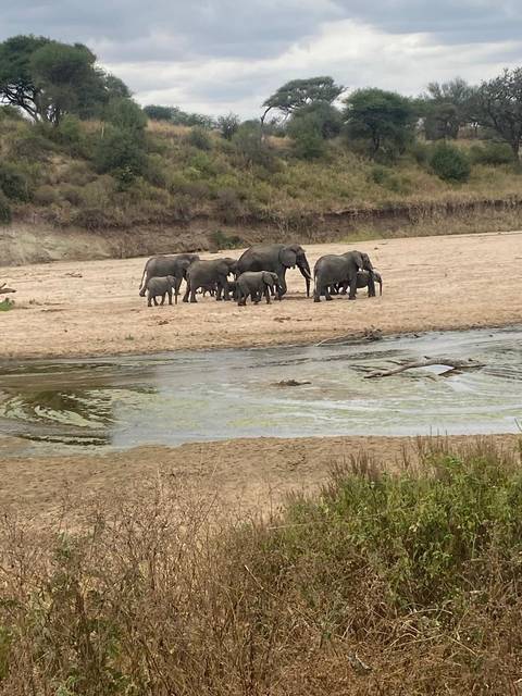       foto de reseña de cliente de Safari de 4 días y 3 noches en el Albergue de Tarangire, Serengeti y Ngorongoro 
  