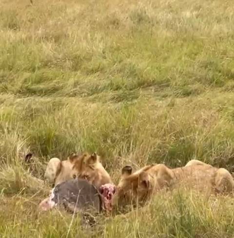       Photo d'avis client sur Safari au Kenya - 7 jours 
  
