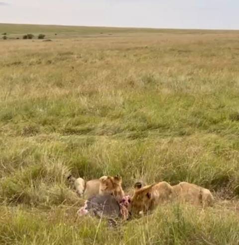       Photo d'avis client sur Safari au Kenya - 7 jours 
  