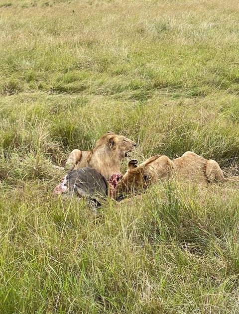       Photo d'avis client sur Safari au Kenya - 7 jours 
  