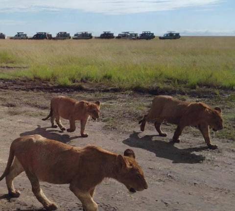       foto de reseña de cliente de Viaje de lujo de 12 días a Kenia y Tanzania - Privado 
  