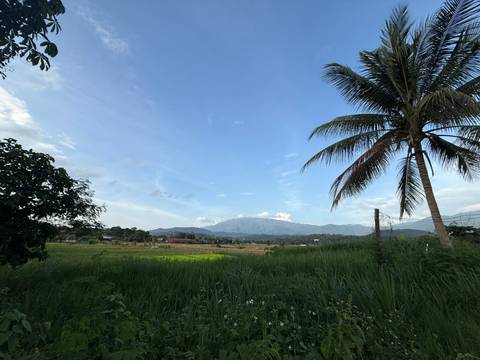 Palm tree and grassy field with distant mountain view.