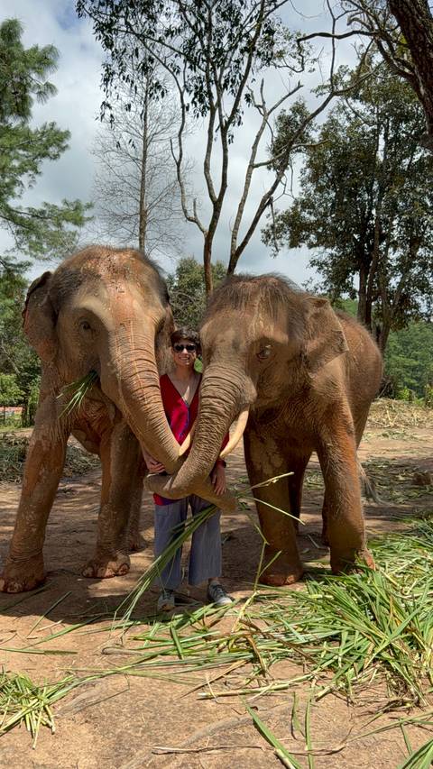 Person with two elephants, playful interaction.