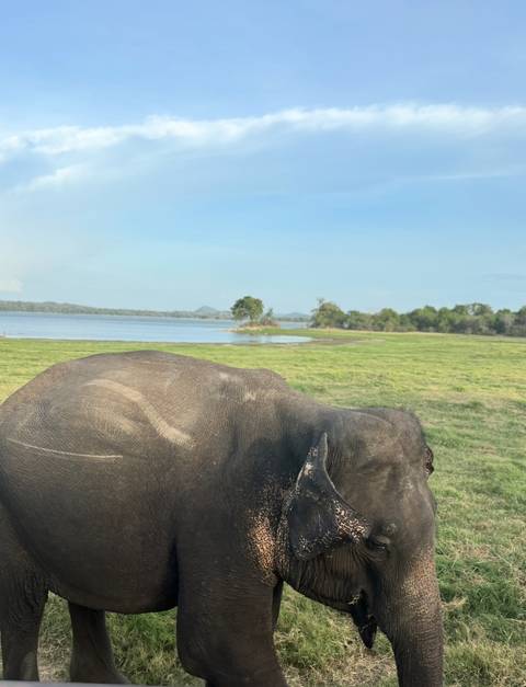Elephant in a grassy area near a lake.