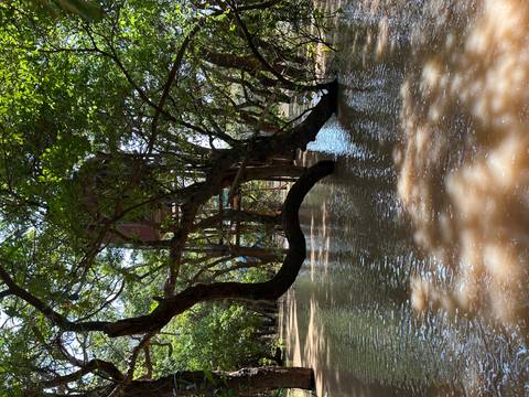 Flooded forest area with visible tree roots and branches.