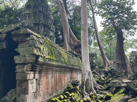 Ruins amidst large trees in a jungle setting.
