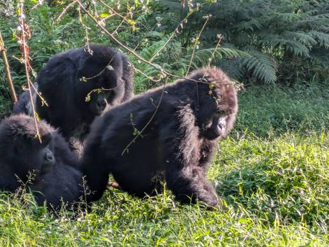 Three gorillas sitting in the grass.