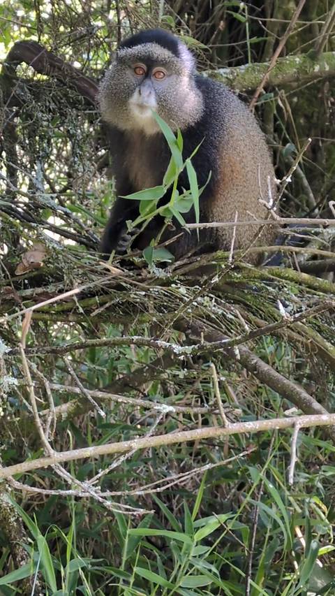 Close-up view of foliage and branches with unclear focus.