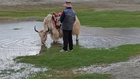 Person standing next to a yak drinking water.
