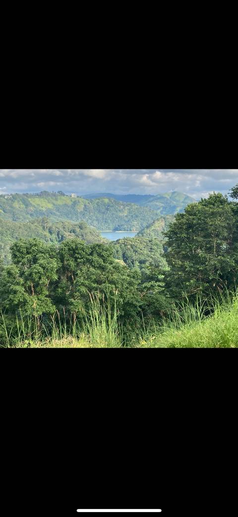 Lush green forest with a water body in the background.