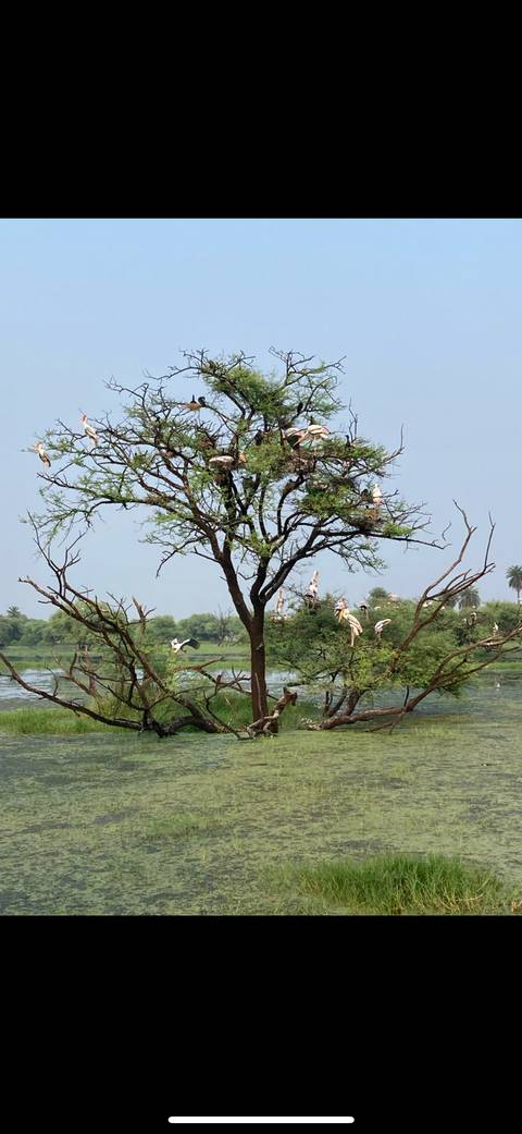 Birds perched on a tree beside a water body.