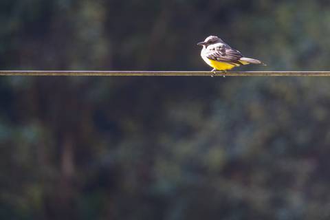 Bird perched on a wire.