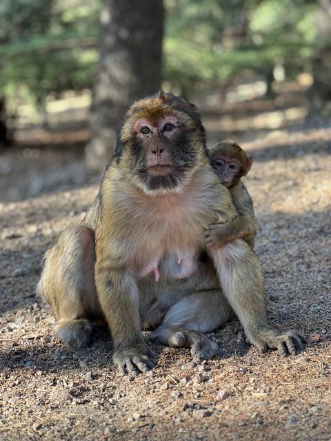       A Barbary macaque with a young monkey clinging to its back in a wooded area.
  
