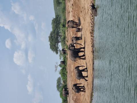       Family of elephants near water.
  