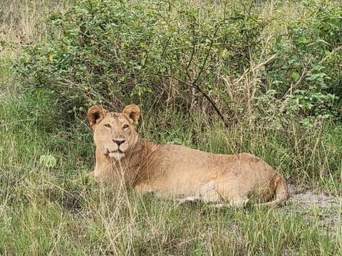 Lioness resting in grass.