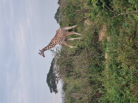 Giraffe walking through bushland.