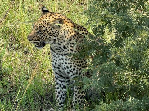 Leopard partially hidden in bushes.