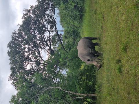       Single rhino grazing in grassy area.
  