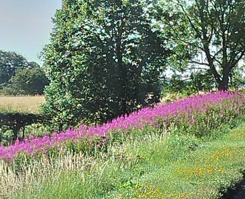 Blurry image of a field with purple flowers.