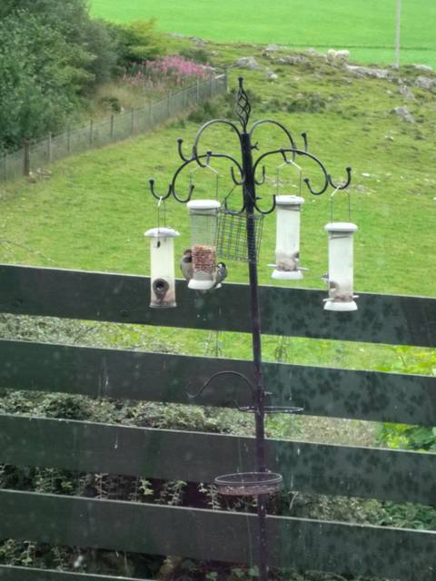 Bird feeders with blurry background.