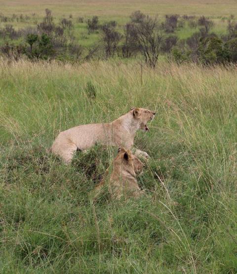       foto de reseña de cliente de Safari de 5 días por Tanzania 
  