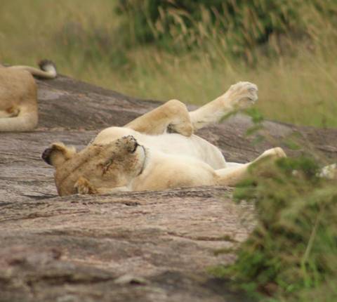       foto de reseña de cliente de Safari de 5 días por Tanzania 
  