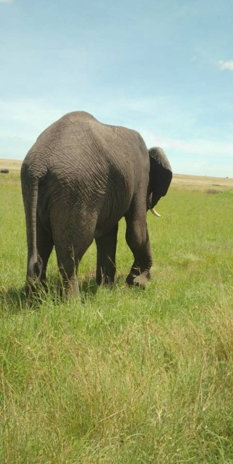       Rear view of an elephant in a grassy field
  