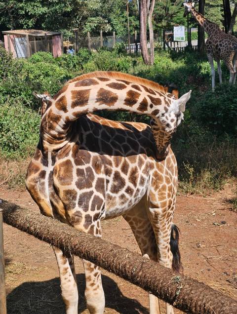       A giraffe bending its neck in a forested area
  