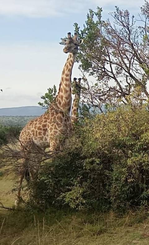 Klantbeoordelingsfoto van Cultuur- en wildlife-safari in Samburu - 3 dagen 