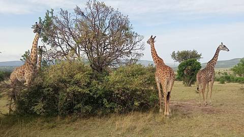 Several giraffes near a bush in a savannah landscape.