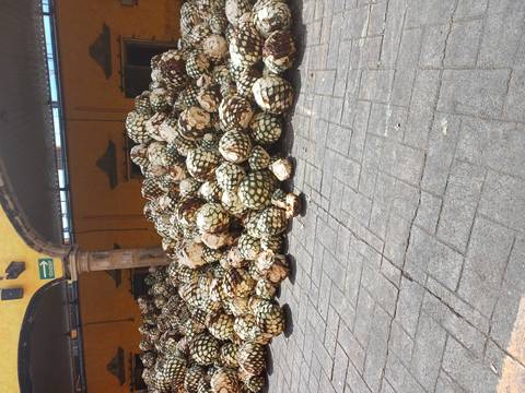       Piles of harvested agave plants in a courtyard.
  