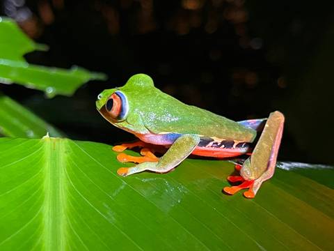 Colorful frog sitting on a green leaf at night.