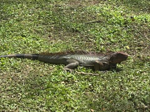 Large iguana resting on green grass in natural habitat.