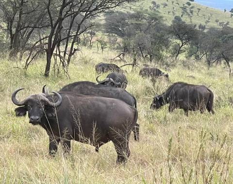 Herd of buffalo in the grasslands.