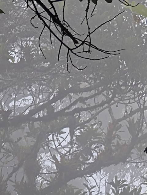 Blurry and unclear image of trees and foliage