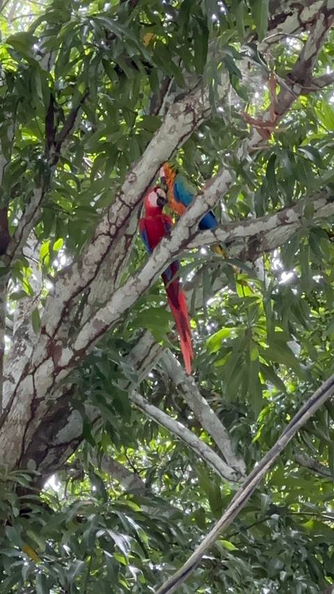 Blurry image of colorful parrots perched on a tree branch.