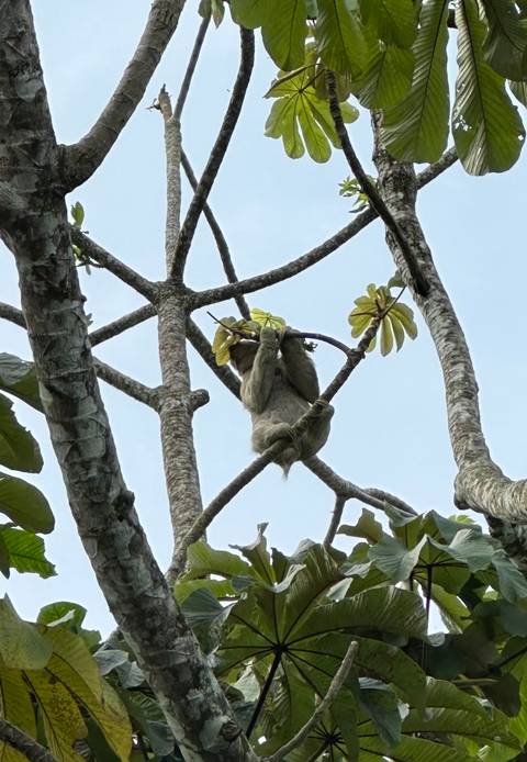 A sloth hanging on a tree branch in a forest setting.