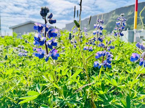 Field of Alaskan lupines blooming with a mountainous backdrop.