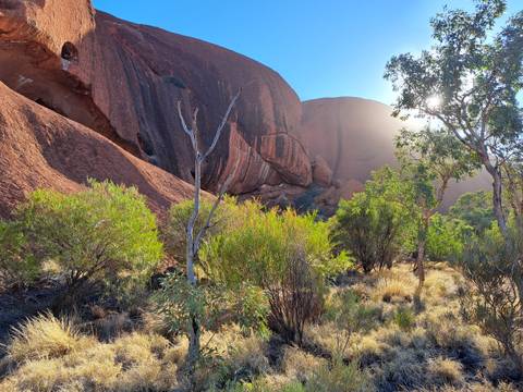       Red rock formations with trees and sunlight filtering through.
  