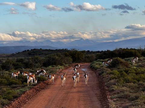 Antelopes on a dirt road in a scenic landscape with mountains.
