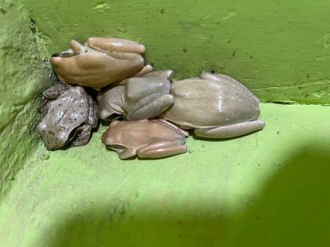 Close-up of frogs clustered together on a wall.