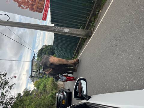 Elephant walking down a street with handlers.