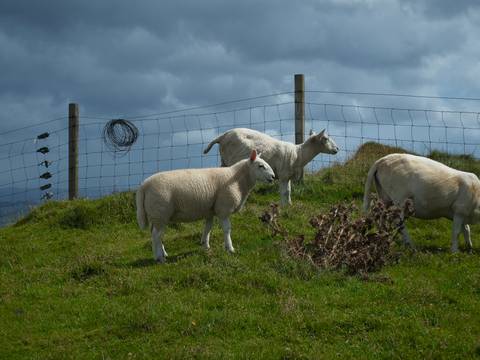 Sheep grazing in a fenced grassy area.