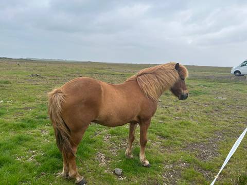       Horse standing in an open grassy field.
  