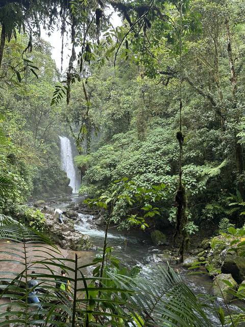 Waterfall in a lush green forest.