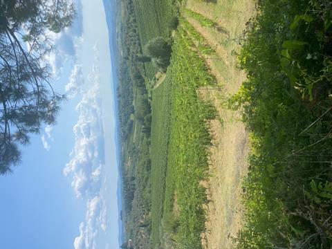 Scenic vineyards and rolling hills under blue skies.