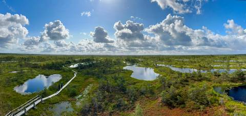       Aerial view of a bog landscape with boardwalks.
  